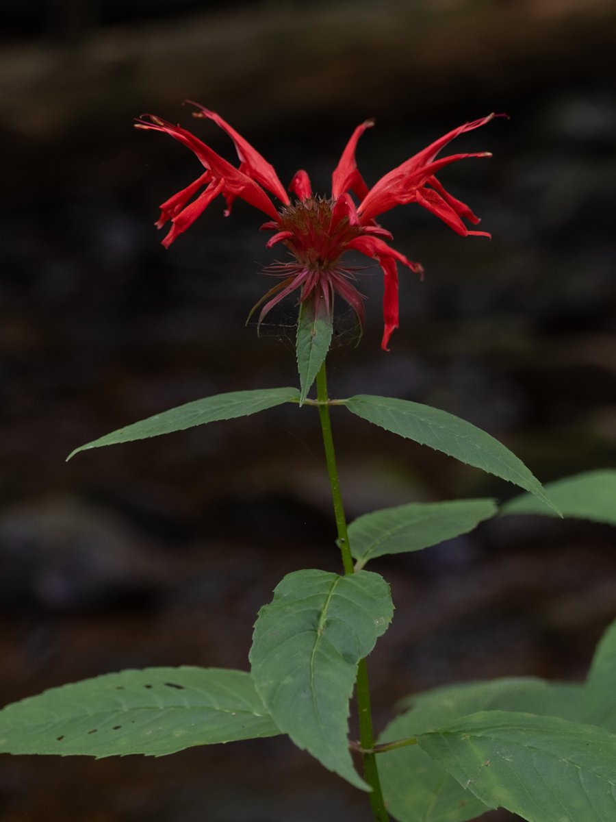 Bee Balm