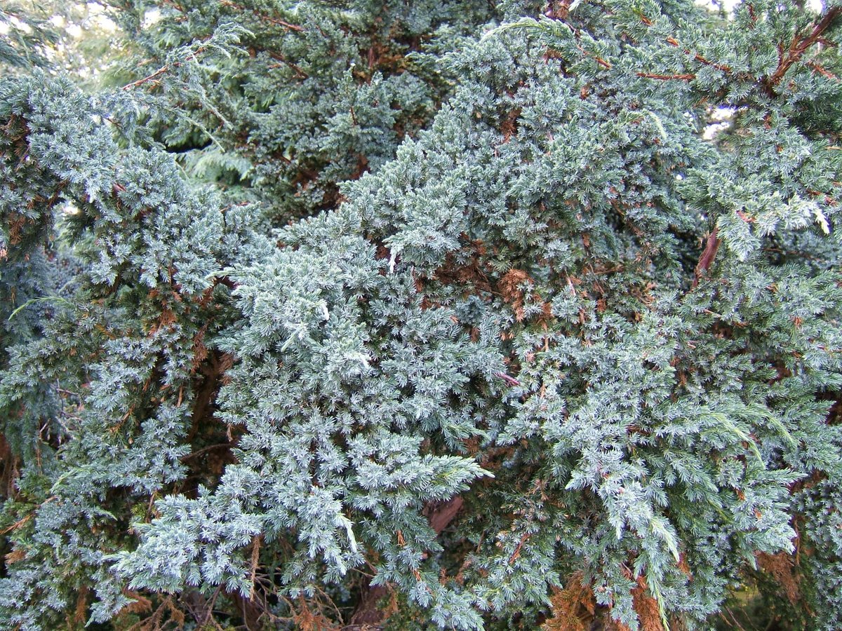 Blue Star Juniper