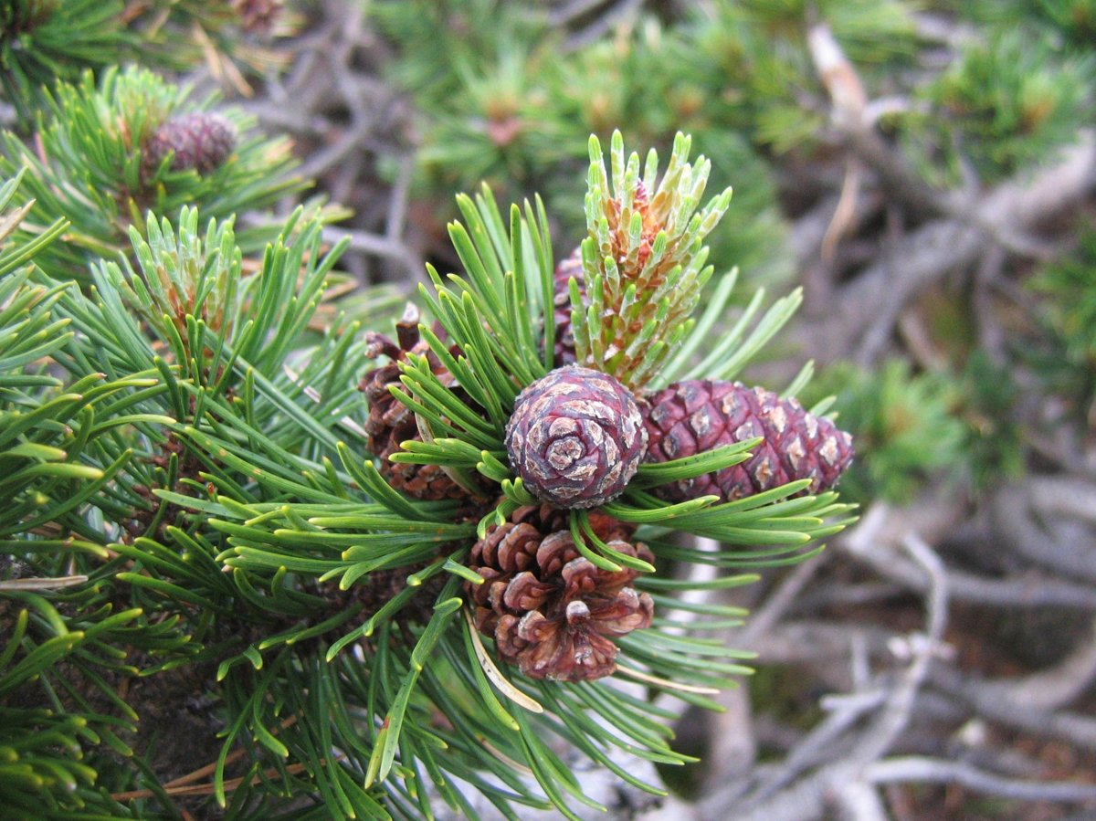 Dwarf Mugo Pine