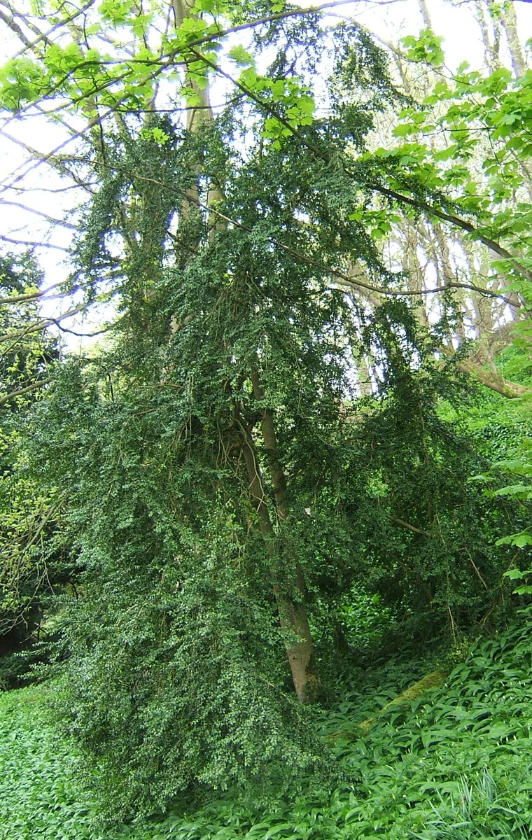Green Velvet Boxwood