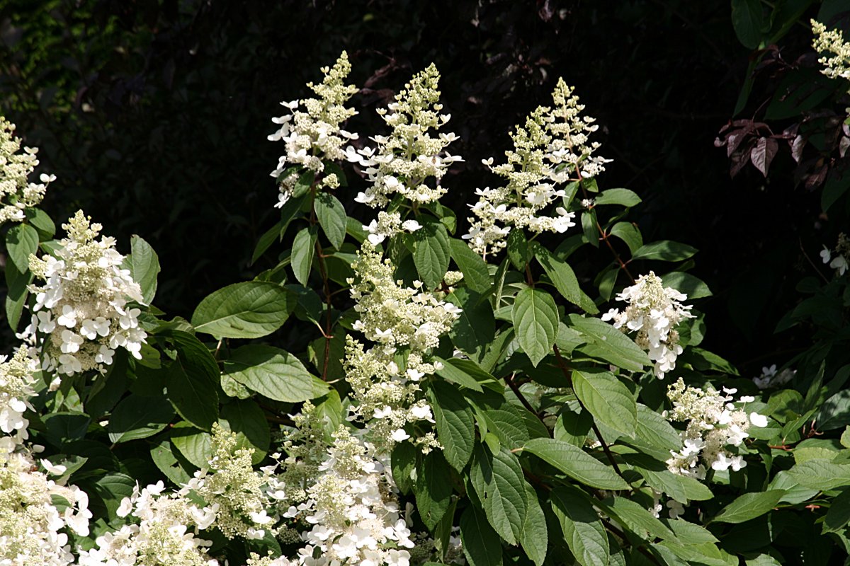 Limelight Prime Hydrangea