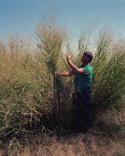 Northwind Switchgrass