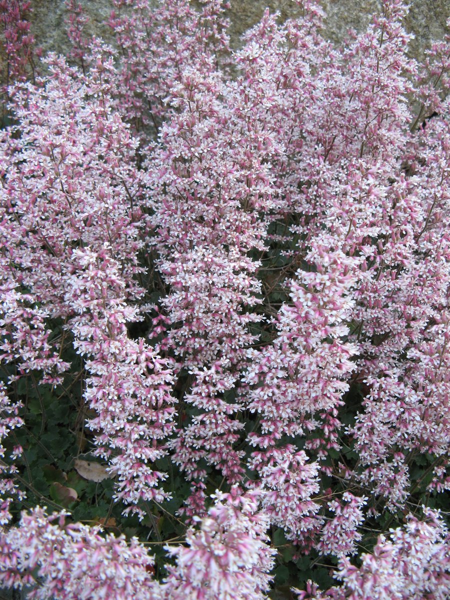 Purple Heuchera