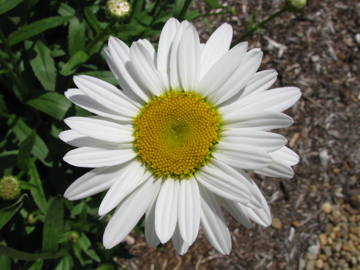 Shasta Daisy