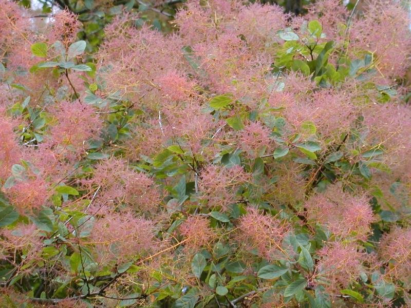 Smokebush
